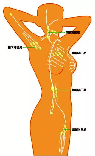 淋巴節的位置